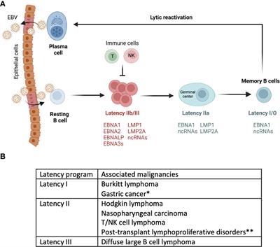 Frontiers | EBV-associated Diseases: Current Therapeutics And Emerging ...